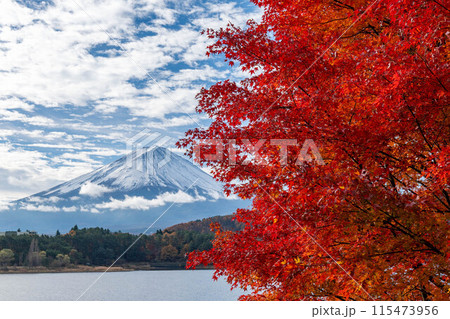 富士と紅葉 115473956