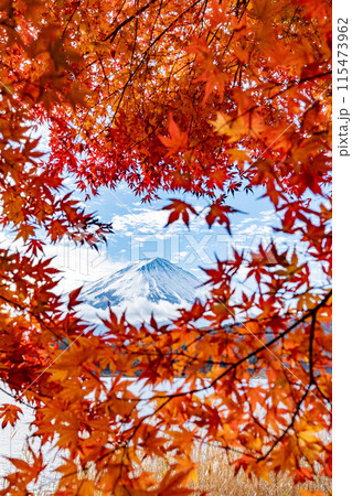 富士と紅葉 富士と紅葉 115473962