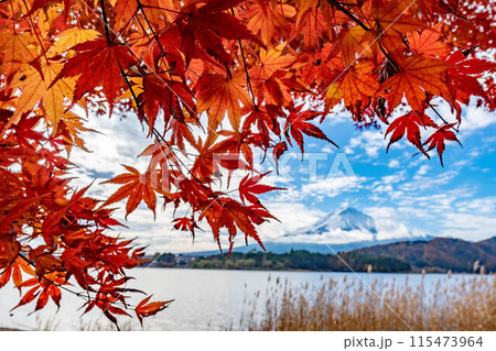 富士と紅葉 富士と紅葉 115473964