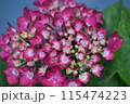 梅雨に咲くピンク色の紫陽花 115474223