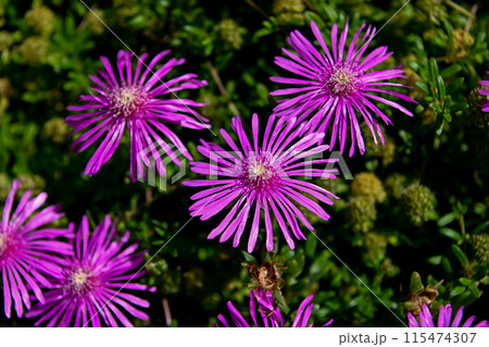 マツバギクの花が咲いています マツバギクの花が咲いています 115474307