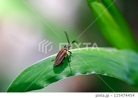 ヒゲナガハナノミ 115474454