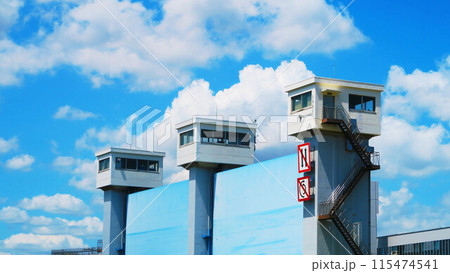 サトイモの葉の風景 サトイモの葉の風景 115474541