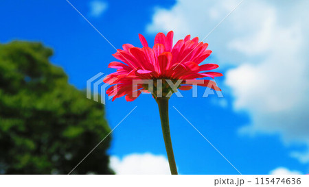 ヒャクニチソウと青空の美しい風景 115474636