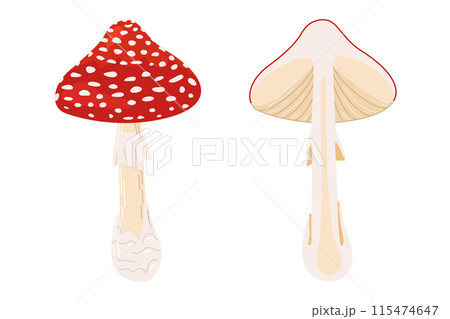 Hand Drawn Fly Agaric Whole and half mushroom flat style magic fungus isolated. 115474647