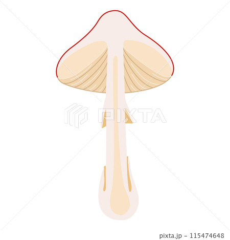 Hand Drawn Fly Agaric half a mushroom flat style magic fungus 115474648