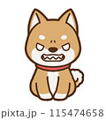 正面を向いて怒っている柴犬のイラスト 115474658