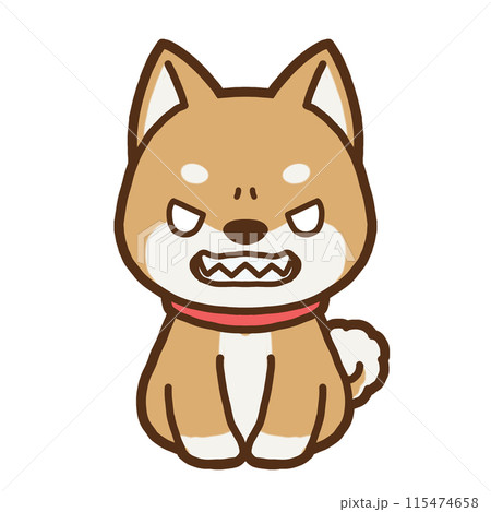 正面を向いて怒っている柴犬のイラスト 115474658