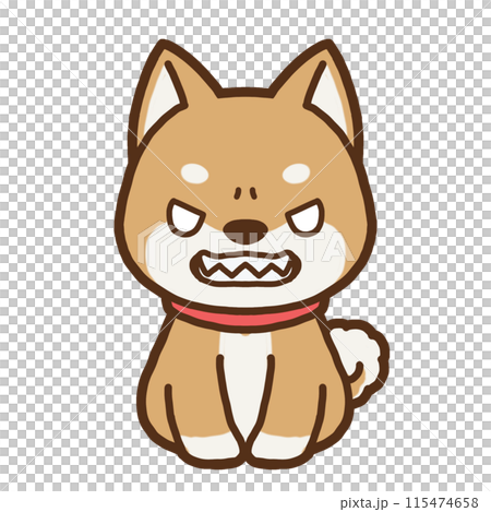 正面を向いて怒っている柴犬のイラスト 115474658