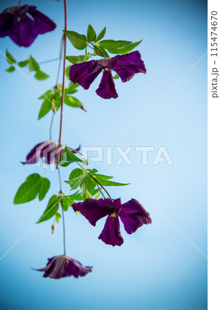 branch of blooming purple clematis, isolated on blue background branch of blooming purple clematis, isolated on blue background 115474670