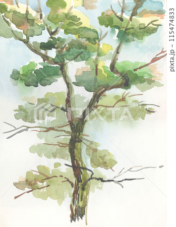 Watercolor pine tree. 115474833