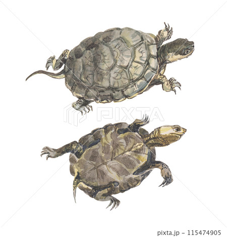 Watercolor turtles isolated on white background. 115474905