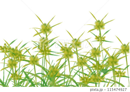 蚊屋吊草（カヤツリグサ）のカード 115474927