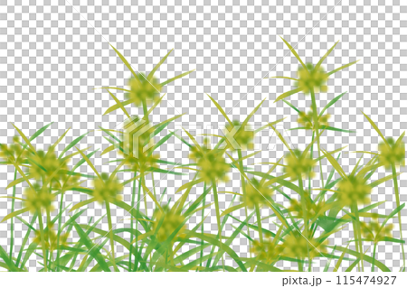 蚊屋吊草（カヤツリグサ）のカード 115474927