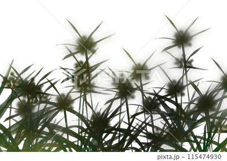 蚊屋吊草（カヤツリグサ）のシルエットのカード 115474930