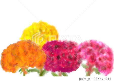 鶏頭(ケイトウ)の花のカード 鶏頭(ケイトウ)の花のカード 115474931