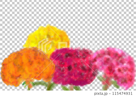 鶏頭(ケイトウ)の花のカード 鶏頭(ケイトウ)の花のカード 115474931