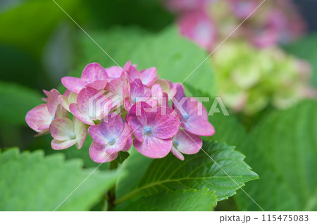 濃いピンク色の紫陽花 115475083
