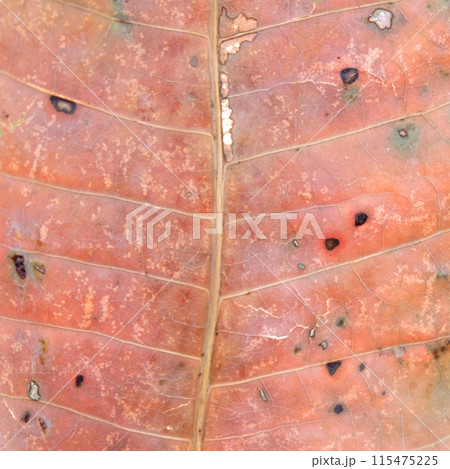 close up dry leaf texture close up dry leaf texture 115475225