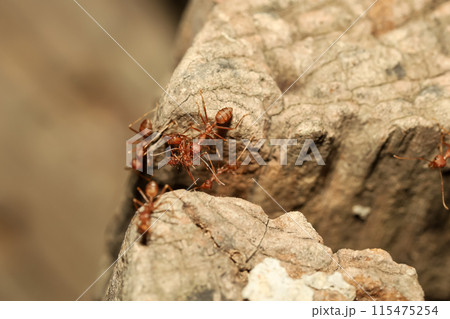 Close up red ant on tree in nature background at thailand Close up red ant on tree in nature background at thailand 115475254