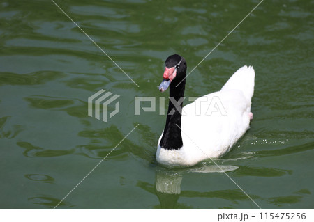 The black neck and White goose in river 115475256