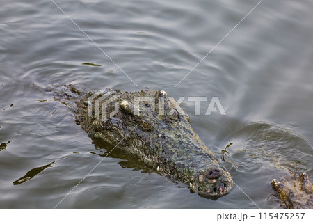 Close up salt crocodile is show head in river 115475257