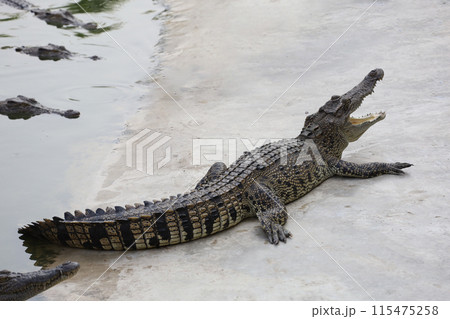 The salt crocodile swimming on the river near canal The salt crocodile swimming on the river near canal 115475258