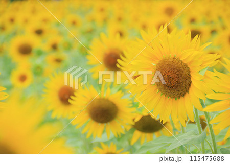 ひまわり　2　夏の爽やかなひまわり 115475688