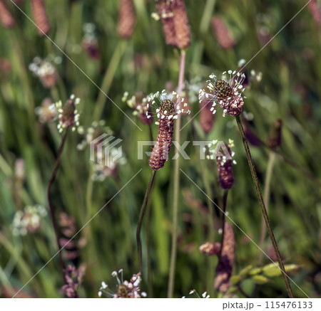 Plantain, Plantago lanceolata, is an important medicinal and medicinal plant with white flowers Plantain, Plantago lanceolata, is an important medicinal and medicinal plant with white flowers 115476133