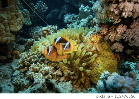 Clown Anemonefish, Amphiprion percula, swimming among the tentacles of its anemone home. 115476356