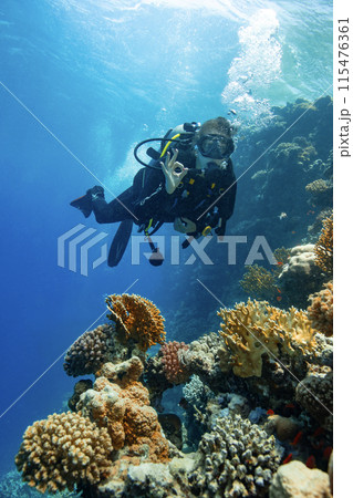 Young Woman Diver Showing OK Sign. Coral Reef with Colored Hard Corals and Fish. Young Woman Diver Showing OK Sign. Coral Reef with Colored Hard Corals and Fish. 115476361