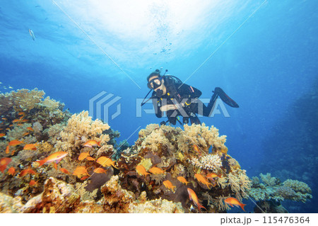 Young Woman Diver Exploring Sea Bottom. Coral Reef with Colored Hard Corals and Fish. Young Woman Diver Exploring Sea Bottom. Coral Reef with Colored Hard Corals and Fish. 115476364