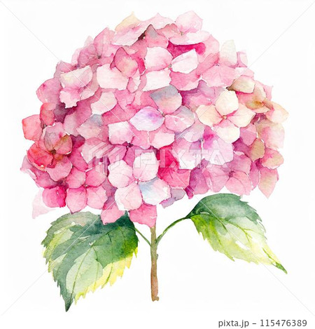 紫陽花　絵 絵手紙妙華】応用：球形紫陽花2輪の描き方解説（下絵・塗り絵付