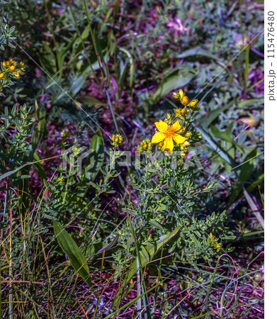 Hypericum perforatum PERFORATE ST JOHN'S-WORT plant with yellow flowers 115476480