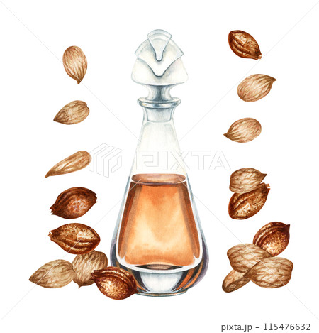 Fragrance oil in a transparent bottle and apricot kernels, seeds. Watercolor illustration for design templates for labels, banners, invitations, wallpapers, in beauty, medicine, cosmetology, cooking Fragrance oil in a transparent bottle and apricot kernels, seeds. Watercolor illustration for design templates for labels, banners, invitations, wallpapers, in beauty, medicine, cosmetology, cooking 115476632
