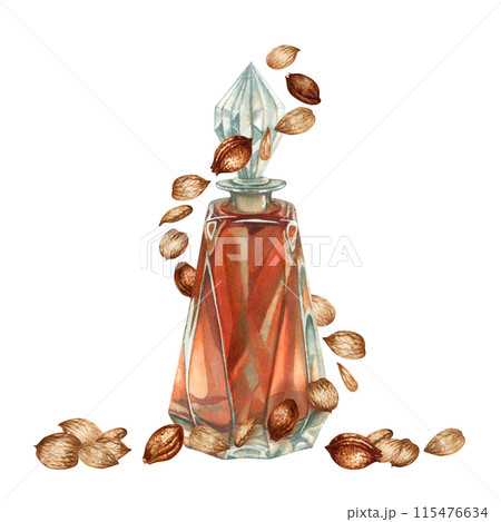 Fragrance oil in a transparent bottle and apricot kernels, seeds. Watercolor illustration for design templates for labels, banners, invitations, wallpapers, in beauty, medicine, cosmetology, cooking 115476634