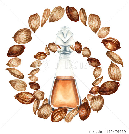 Fragrance oil in a transparent bottle and apricot kernels, seeds. Watercolor illustration for design templates for labels, banners, invitations, wallpapers, in beauty, medicine, cosmetology, cooking 115476639