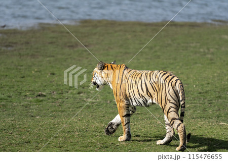 wild female bengal tiger or panthera tigris walking ahead territory marking from vehicles on forest trail or road in safari at ranthambore national park forest reserve sawai madhopur rajasthan india 115476655