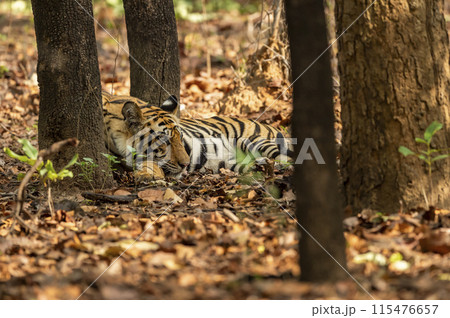 indian wild male bengal tiger or panthera tigris fine art closeup or portrait in summer season safari in dry forest background at bandhavgarh national park reserve umaria madhya pradesh india asia indian wild male bengal tiger or panthera tigris fine art closeup or portrait in summer season safari in dry forest background at bandhavgarh national park reserve umaria madhya pradesh india asia 115476657