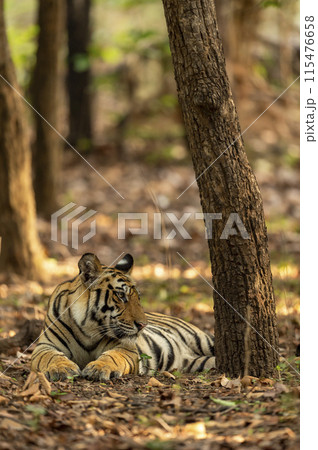 indian wild male bengal tiger or panthera tigris fine art closeup or portrait in summer season safari in dry forest background at bandhavgarh national park reserve umaria madhya pradesh india asia indian wild male bengal tiger or panthera tigris fine art closeup or portrait in summer season safari in dry forest background at bandhavgarh national park reserve umaria madhya pradesh india asia 115476658