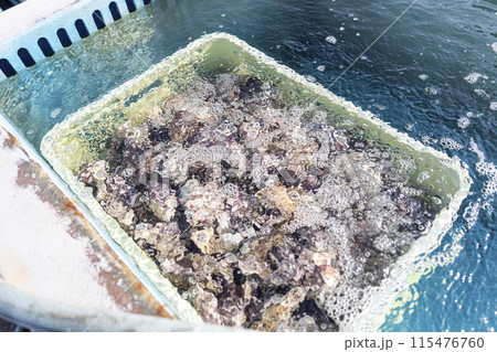 漁師が牡蠣の作業をするところ 115476760