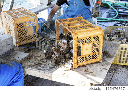 漁師が牡蠣の作業をするところ 115476767