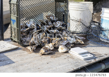 漁師が牡蠣の作業をするところ 115476783