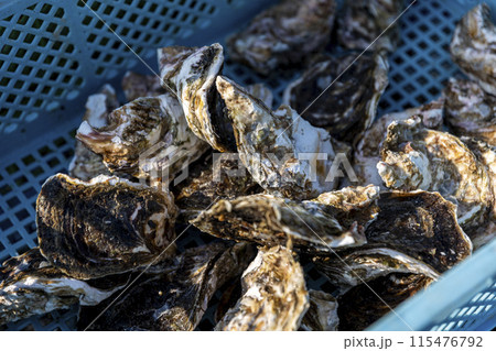 漁師が牡蠣の作業をするところ 115476792