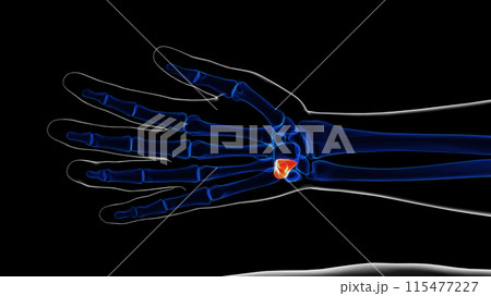 Human skeleton hamate bone anatomy for medical concept 3D rendering 115477227