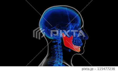 Human skeleton skull mandible bone anatomy for medical concept 3D rendering 115477236