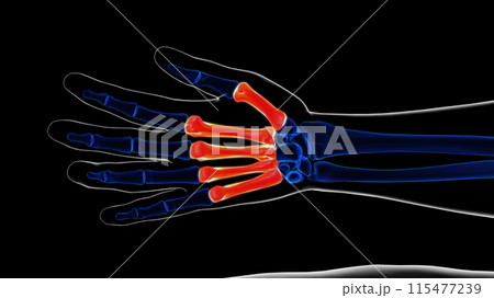 Human skeleton hand matacarapls bone anatomy for medical concept 3D rendering 115477239