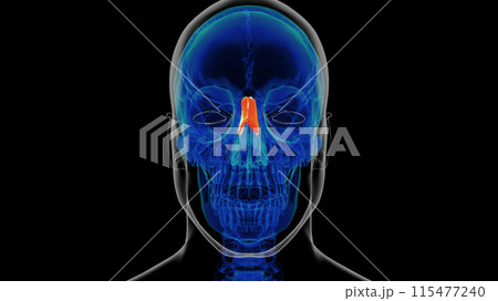Human skeleton nasal bone anatomy 3D rendering Human skeleton nasal bone anatomy 3D rendering 115477240