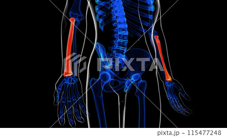 Human skeleton anatomy radius bone 3D rendering for medical concept 115477248