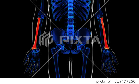 Human skeleton anatomy radius bone 3D rendering for medical concept Human skeleton anatomy radius bone 3D rendering for medical concept 115477250
